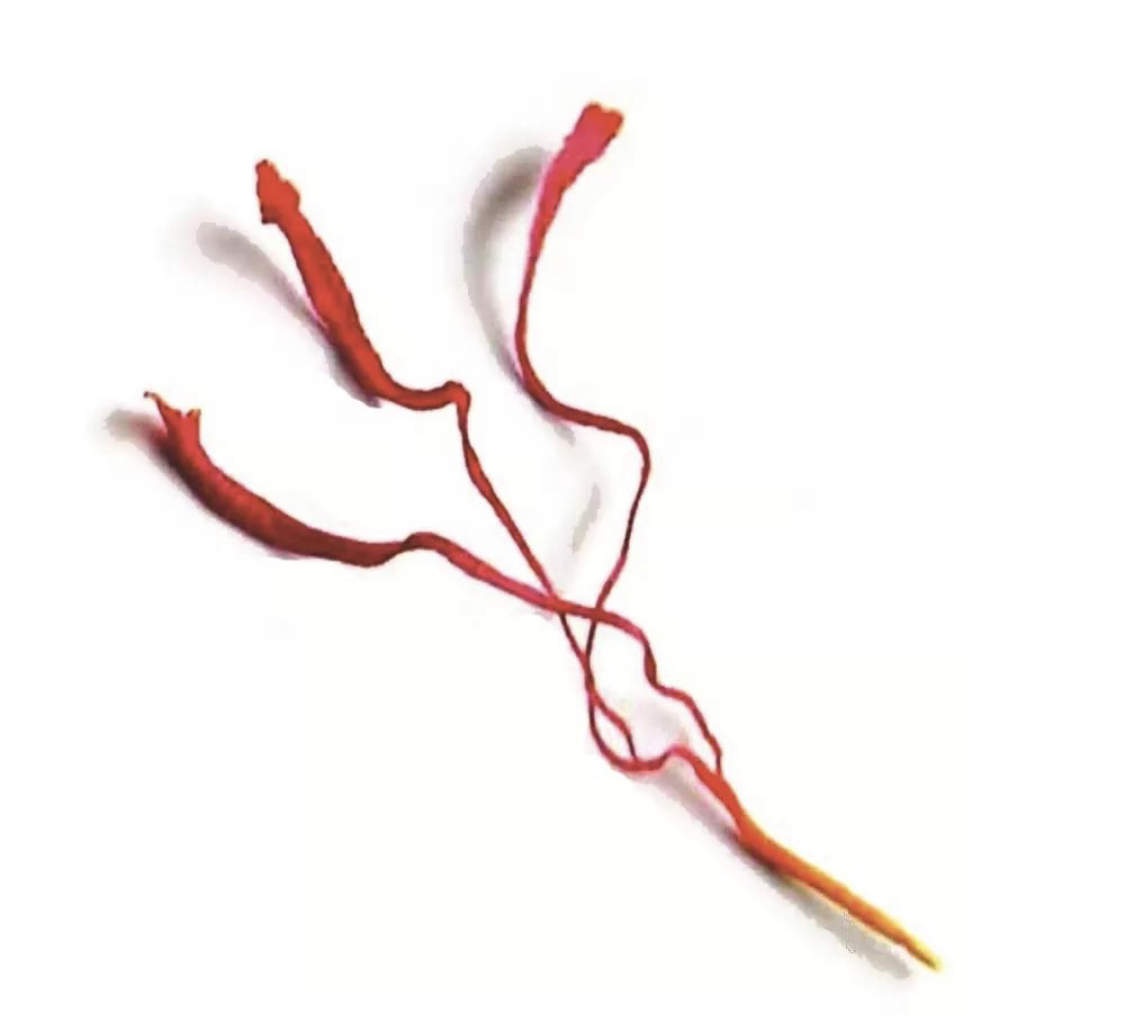 زعفران پوشال