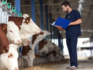 کتوزیس نوعی بیماری متابولیکی بسیار مهم مربوط به اختلال در سوخت و ساز انرژی در نشخوارکنندگان به ویژه در گاو شیری است. این بیماری در مرحله...